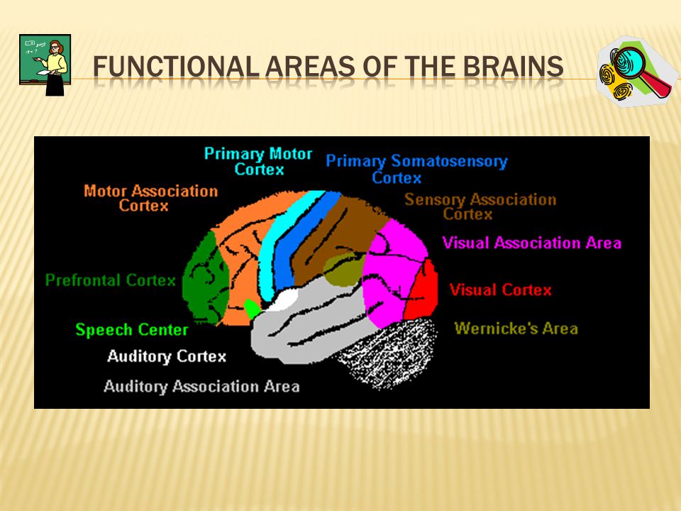 What are the Functions of the Temporal Lobe?